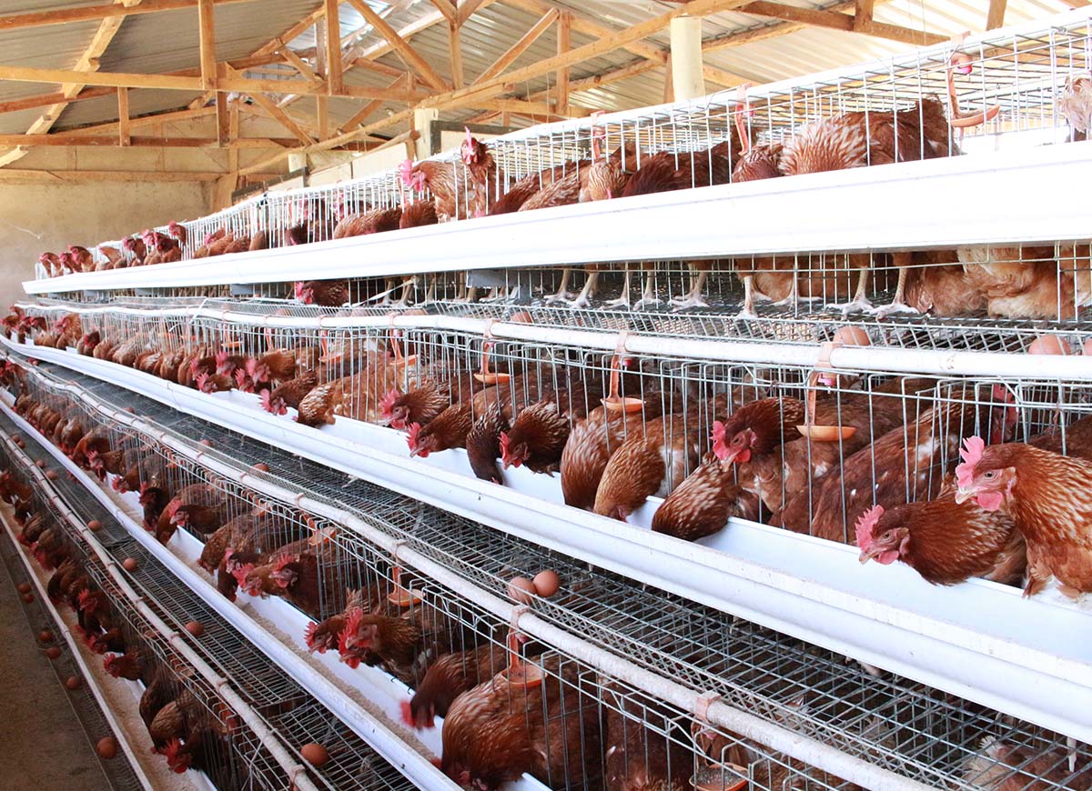 Poultry Farm