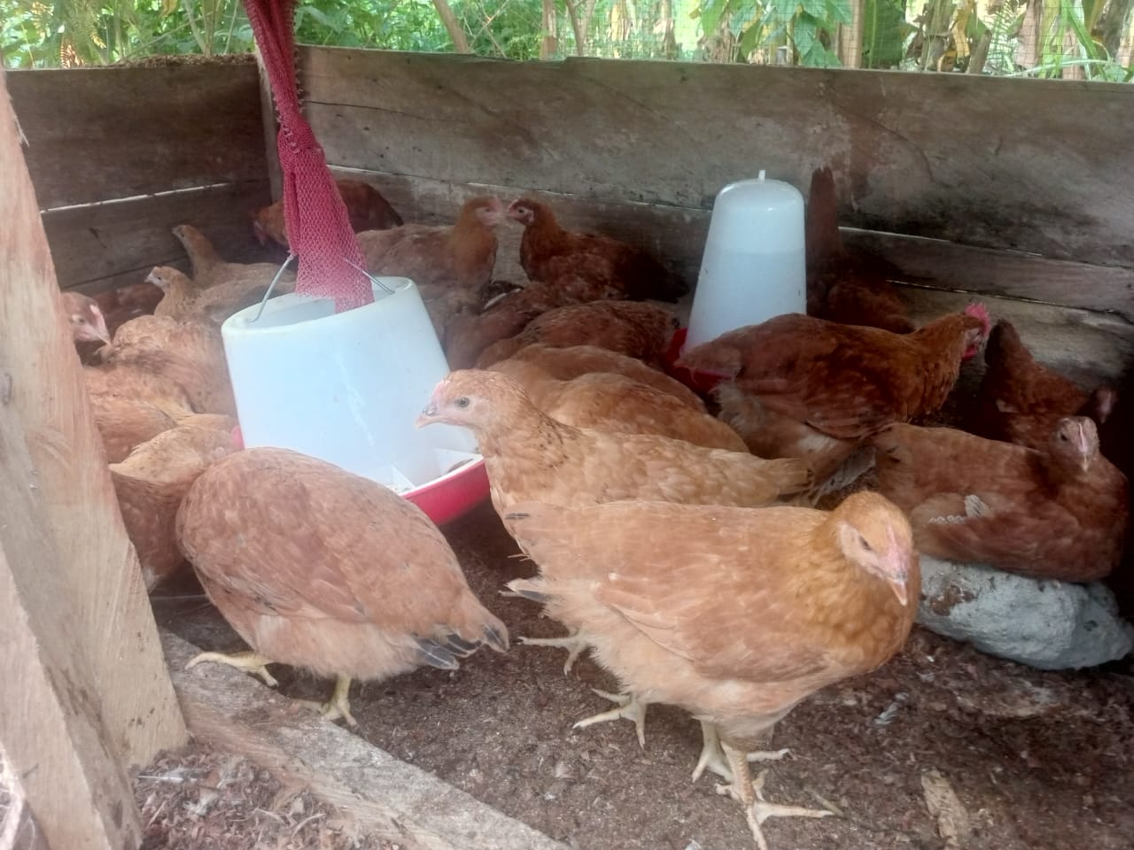 Poultry Farm