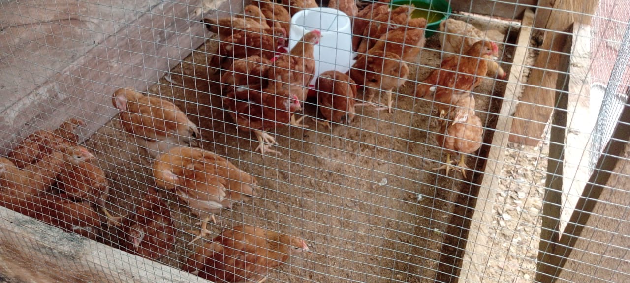 Poultry Farm