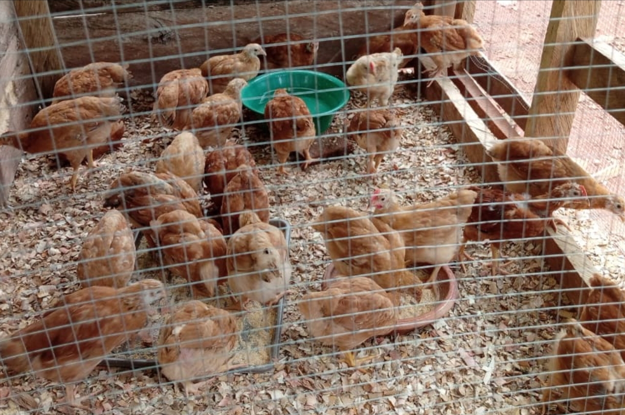 Poultry Farm