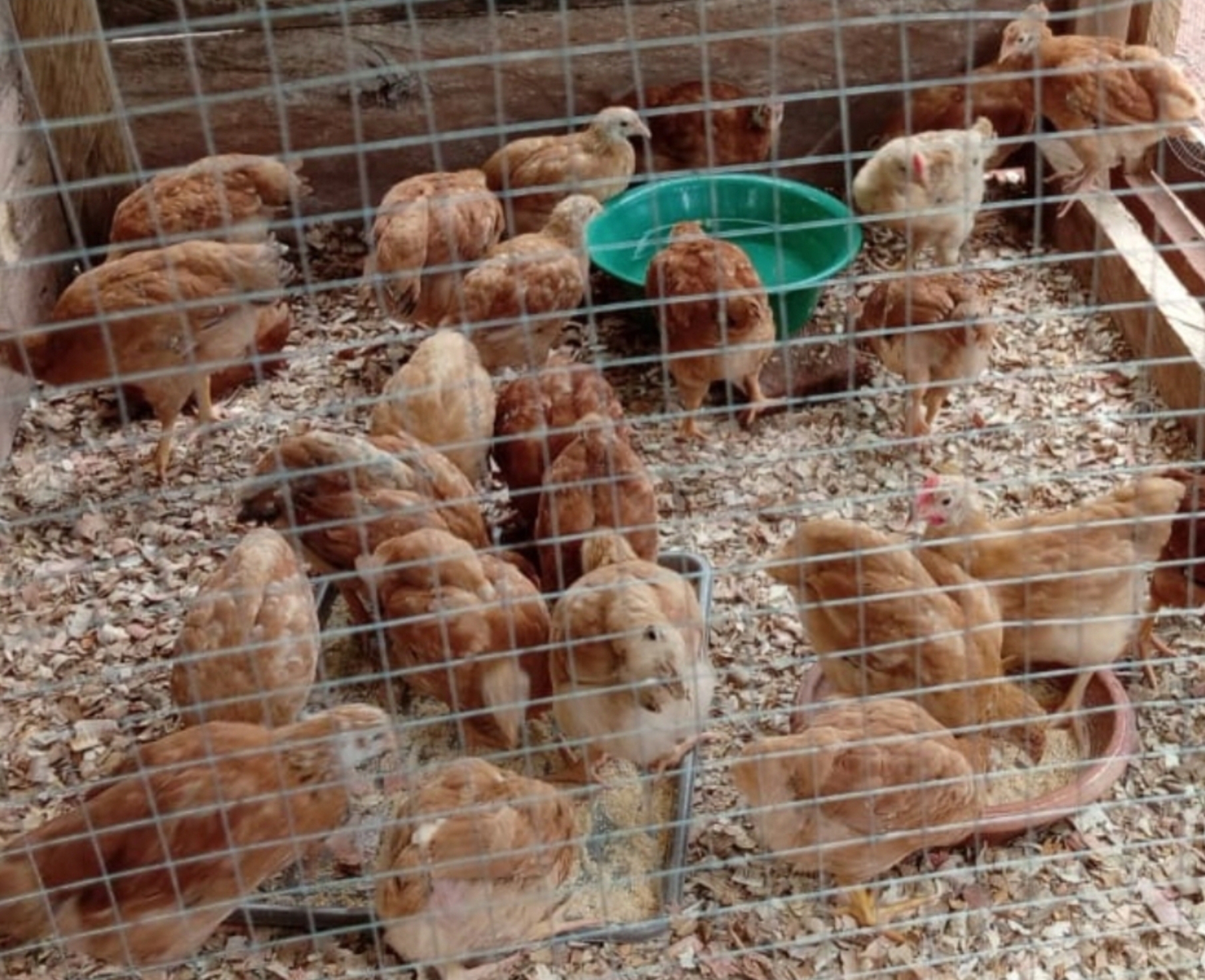 Poultry Farm