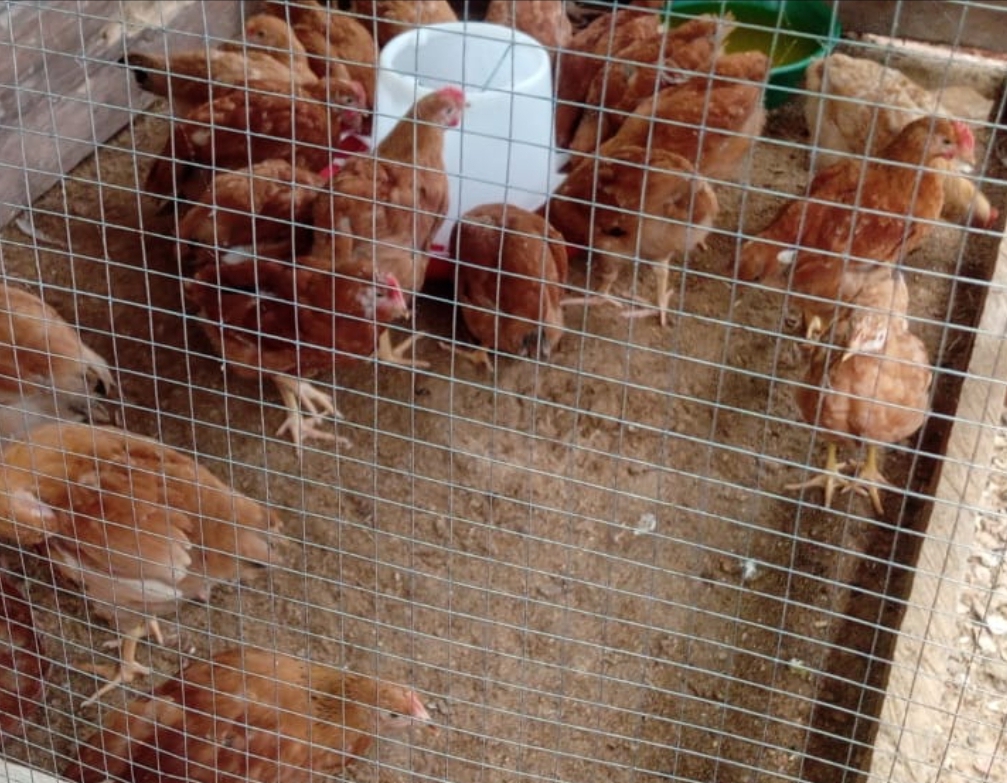Poultry Farm